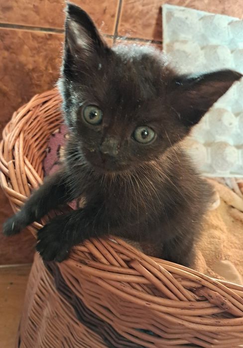 Kotki szukają domku