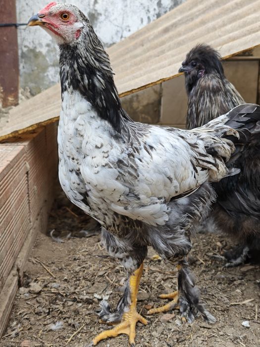 Casal x brahmas jovem