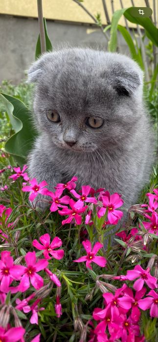 В’язка . Шотландський короткошерстий котик.