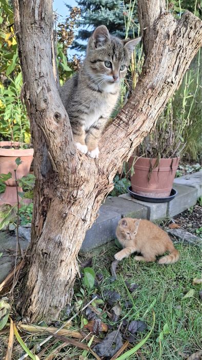 Oddam 2 koty za darmo