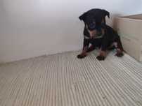Cachorrinhos pincher
