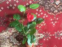 Роза комнатная или гибискус цена 50 гр.