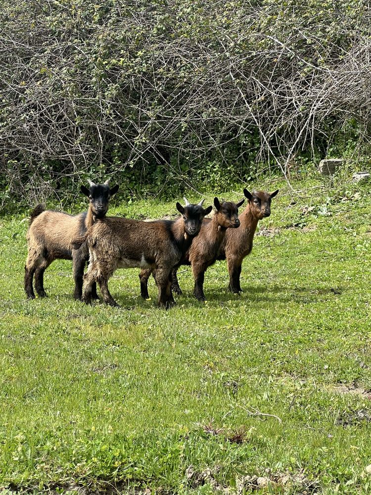 Vendo cabras anãs