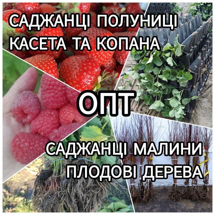 Розсада Полуниці Саджанці Малини Плодові дерева Рассада Клубники