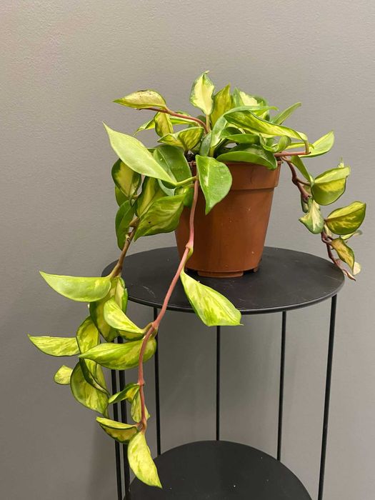 Hoya Carnosa Tricolor (woskownica) Hoja