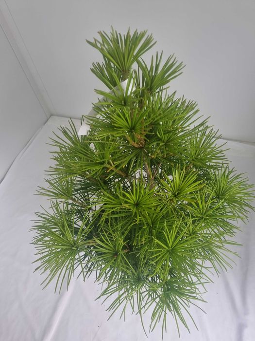 Sośnica Japońska – Rzadkie Drzewko Iglaste, Wys. 90 cm, Doniczka 7L