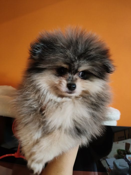 Spitz alemão macho Merle