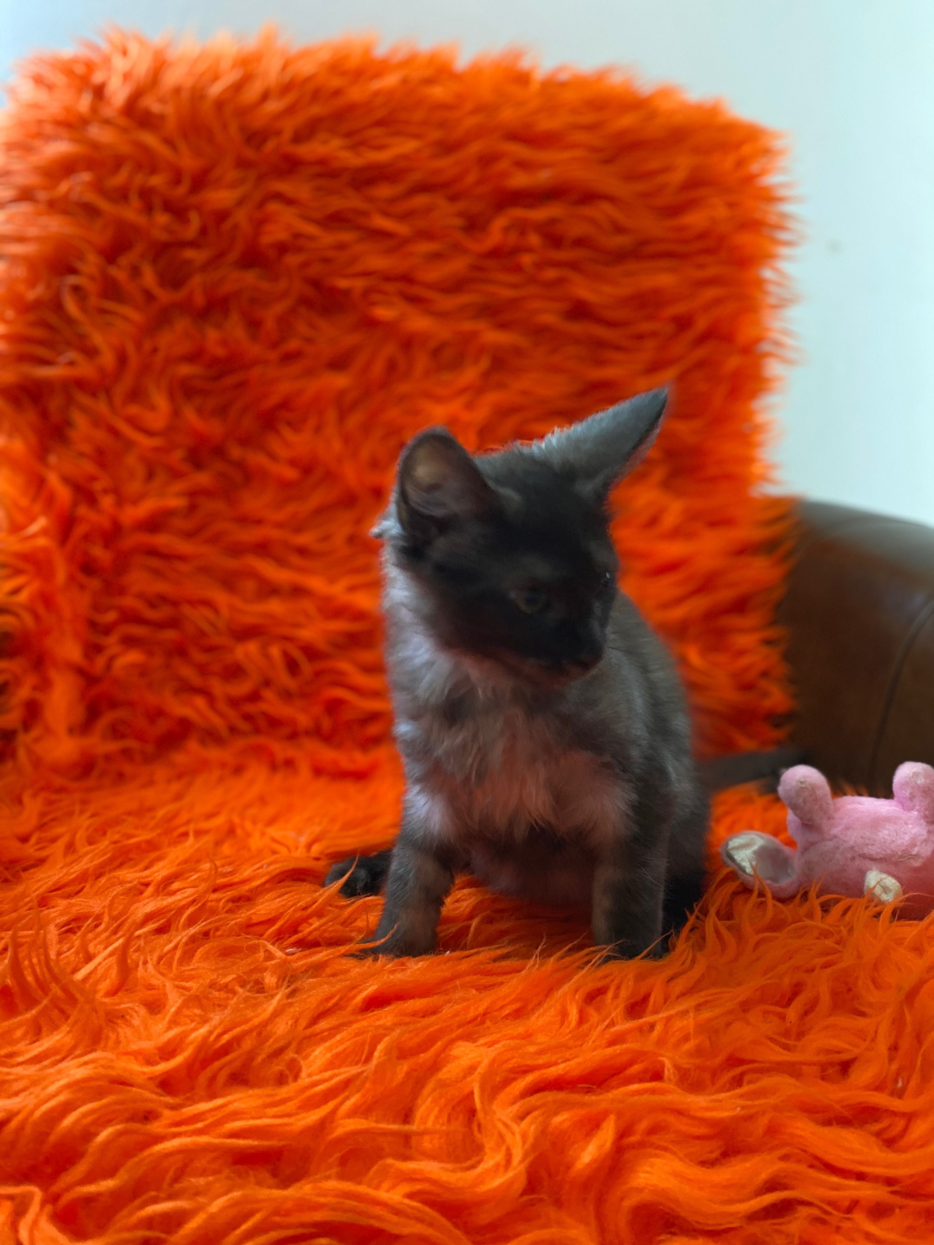 Sprzedam maine coon okazja