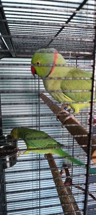 Aleksandretty obrożne Zielone Ręcznie Karmiona Samiec Samica