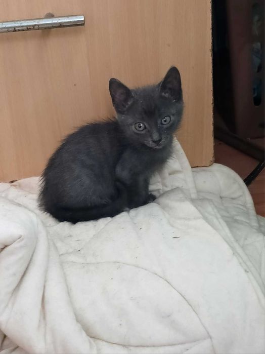 Братик та сестричка кошенята мріють знайти власну люблячу родину