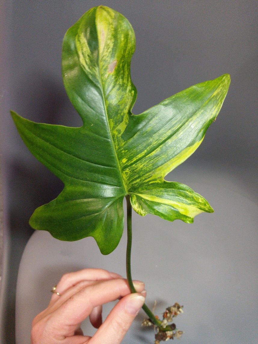 Philodendron Pedatum Variegata