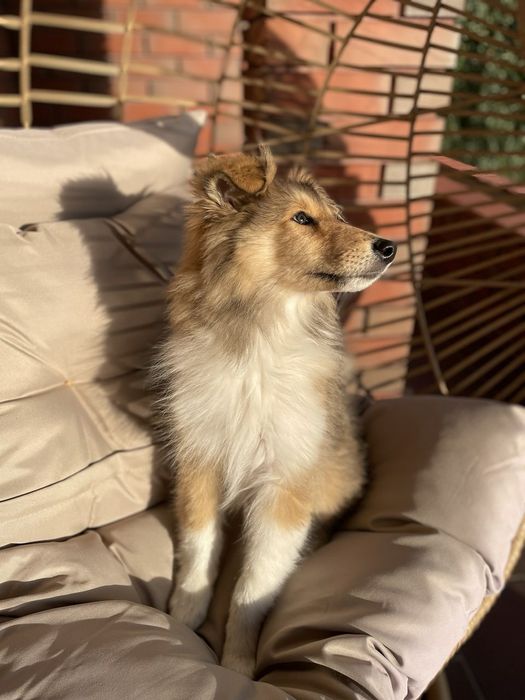 Gotowy do odbioru-Szczeniak Owczarek Szkocki Długowłosy Collie FCI