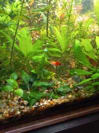 Аквариумные растения, рыбки молодые неоны