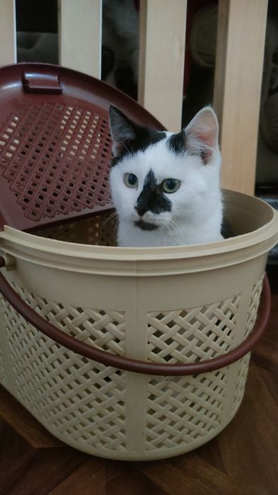 Милый котик ищет дом