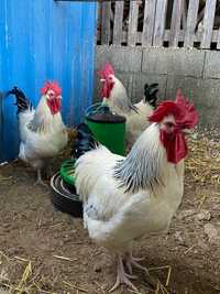 Promoção ovos galinhas de raça | ENVIO