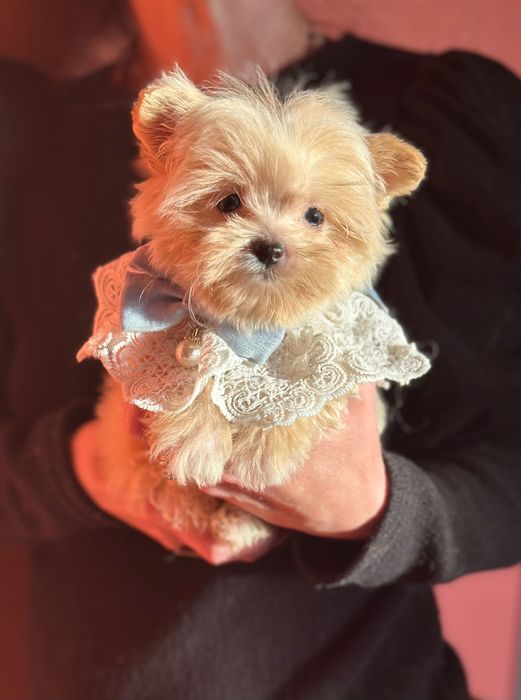 Цуценята дівчинка та хлопчик baby face