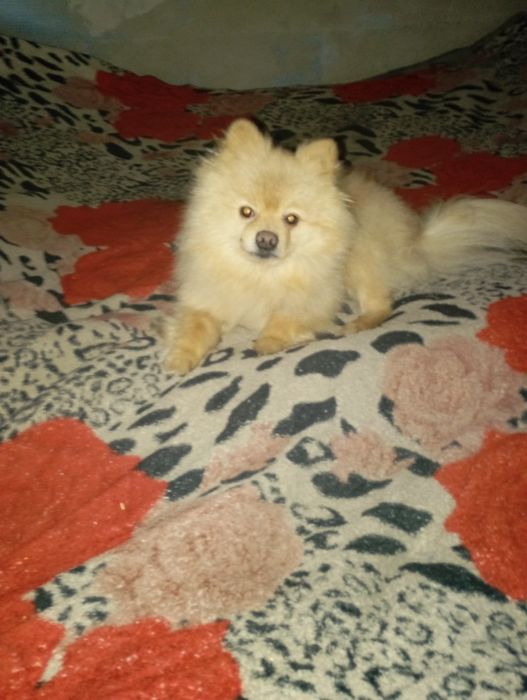 В'язка померанского шпіца