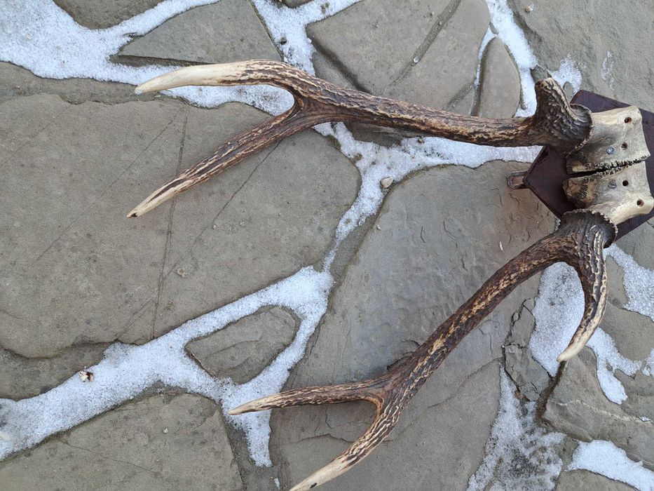 Jelen sika, poroze, rogi, zrzuty