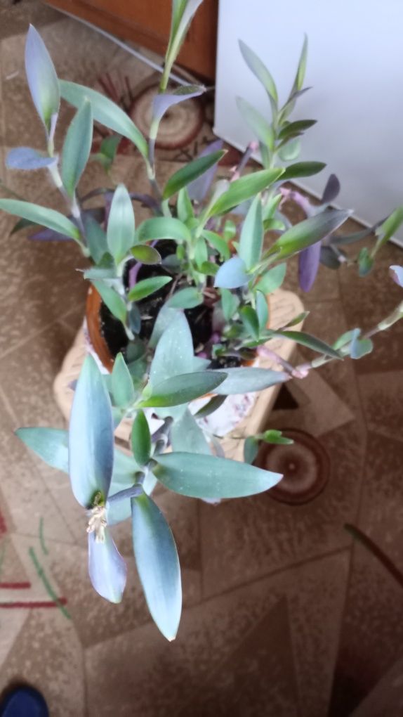 Продаю комнатные растения амариллис традисканция синяя