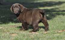 Labrador Retriever szczenie z rodowodem ZKwP, FCI Badania Genetyczne
