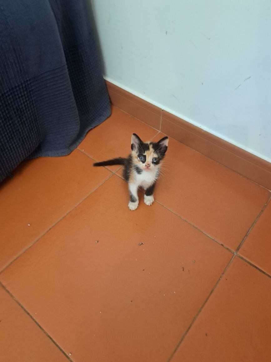 Gatinhos para adoção