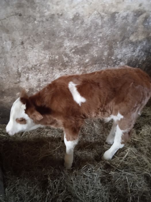 Krowy mamki,na sprzedaż