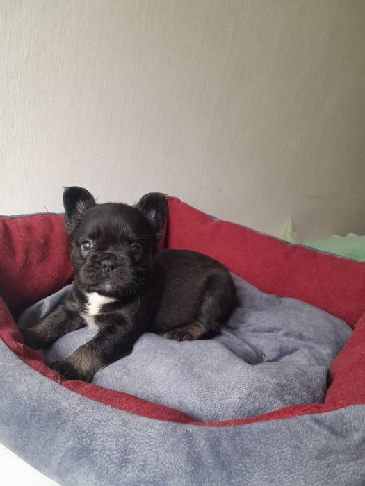 Маленька красуня в ТОП КАЧЕСТВЕ