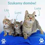 2 małe kotki i kocia mama do adopcji! Lilo, Lumi, Luna