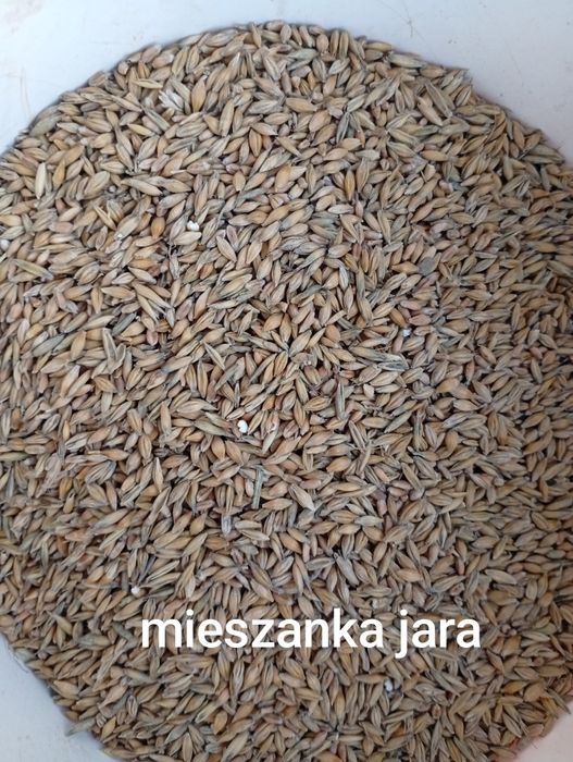 Sprzedam zboże paszowe