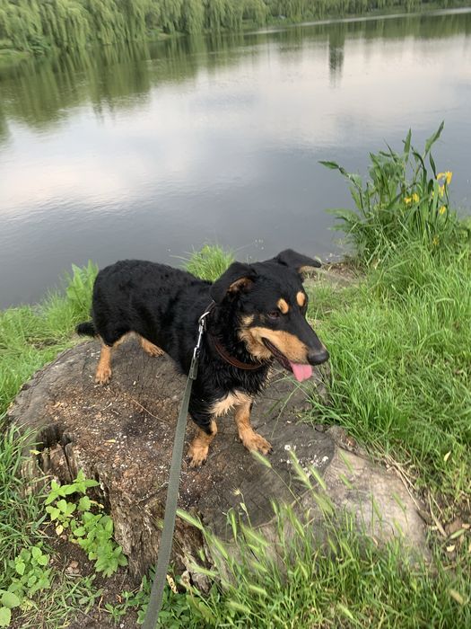 Підрощений песик - Добрим людям.