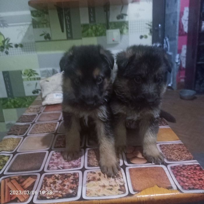 Вязка кобель немецкой овчарки