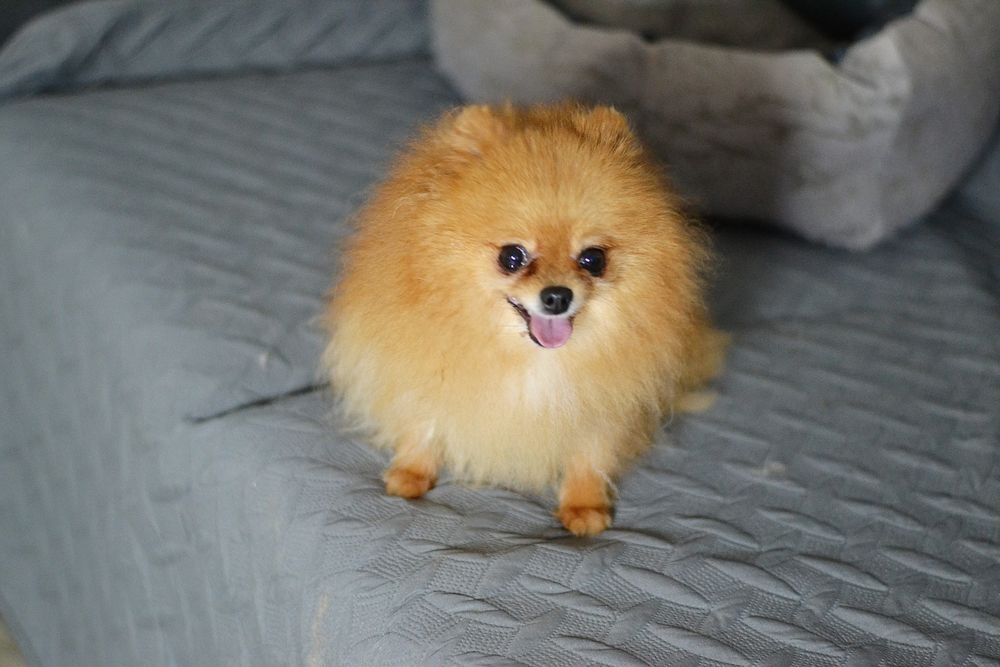 Дівчинка оранж шпіц