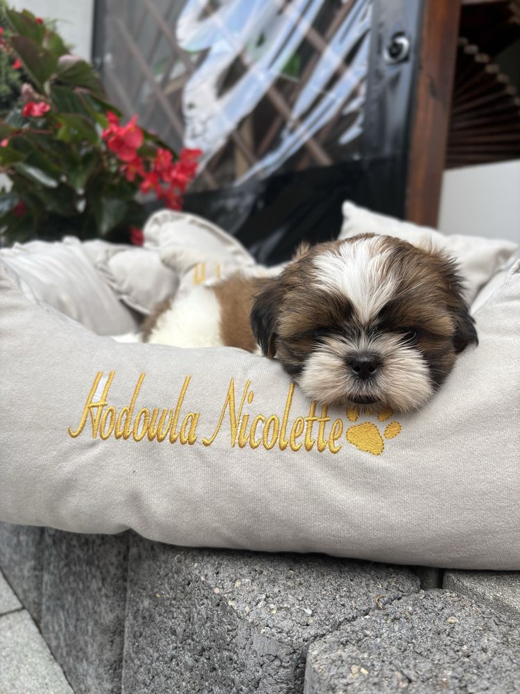 Suczka shih tzu tricolor