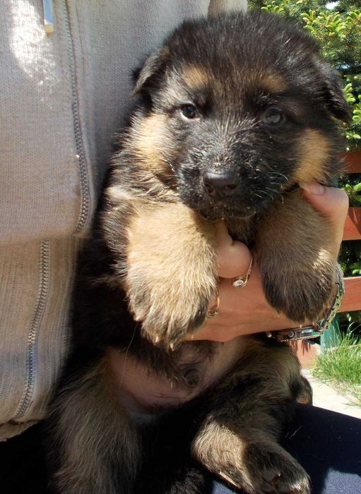 Цуценята з розплідника, Вівчарки