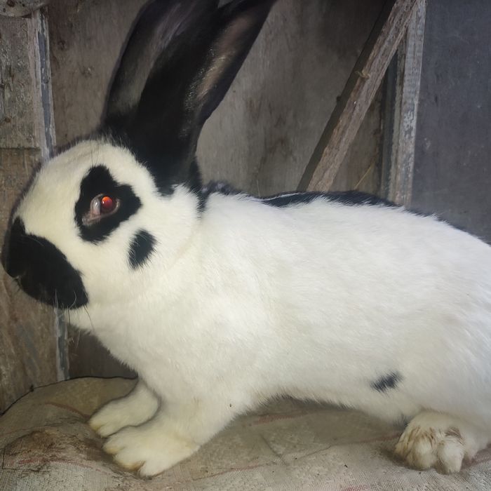 Кроликі строкачі