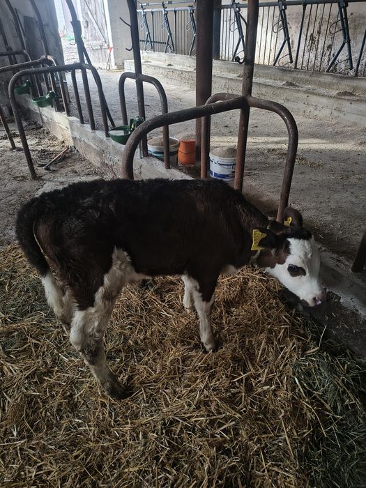 Cielaki byczki SM i mm