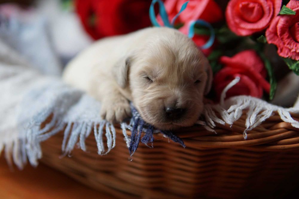 Szczeniaczek Golden Retriever