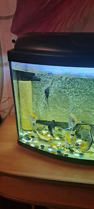 Срочно продам акваріум