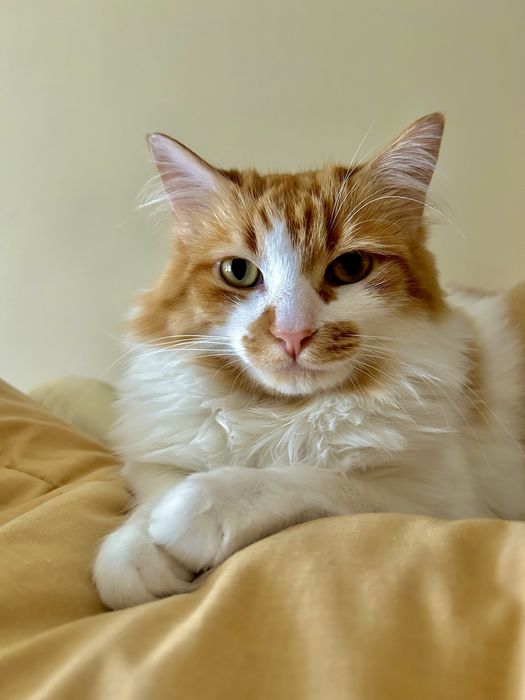 Adoção Responsável de Gato – Pick