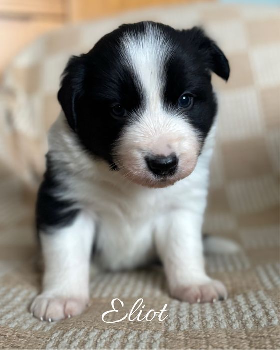 Szczeniak border collie czarno-biały z bad. genetycznymi i rodowodem)