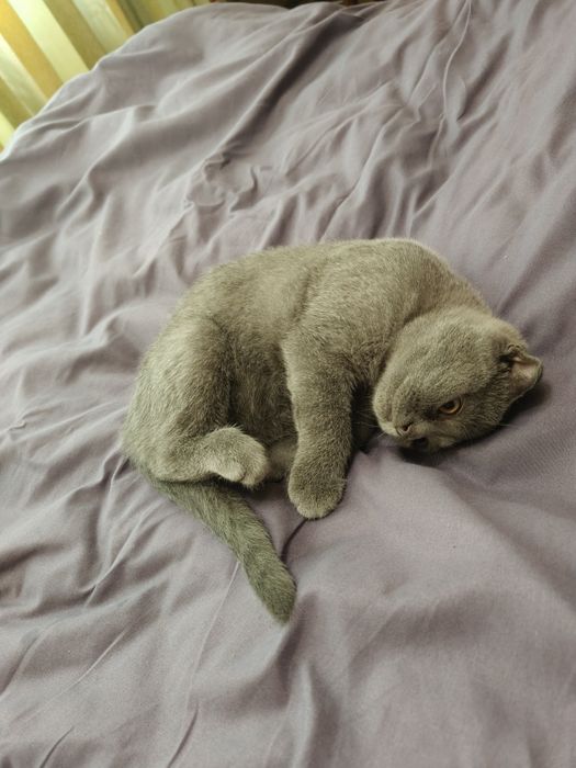 Вислоухие котята