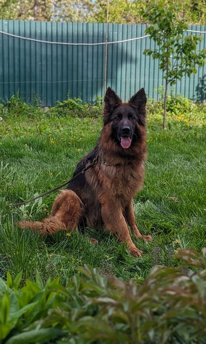 Продам німецьку вівчарку