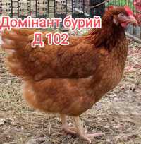 Інкубаційне яйце Чехія, Україна у продажу, опт та роздріб