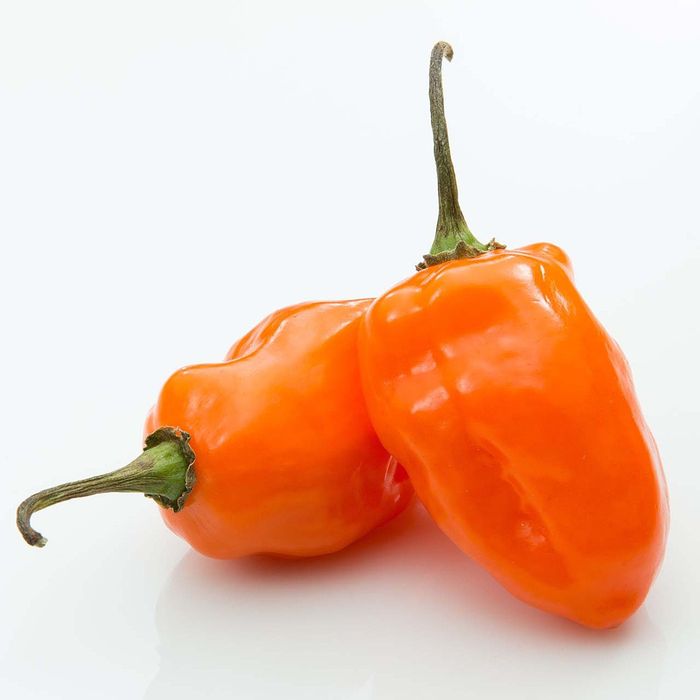Sementes habanero laranja