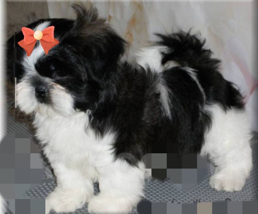 Шит-цу мальчик шитцу 3мес.