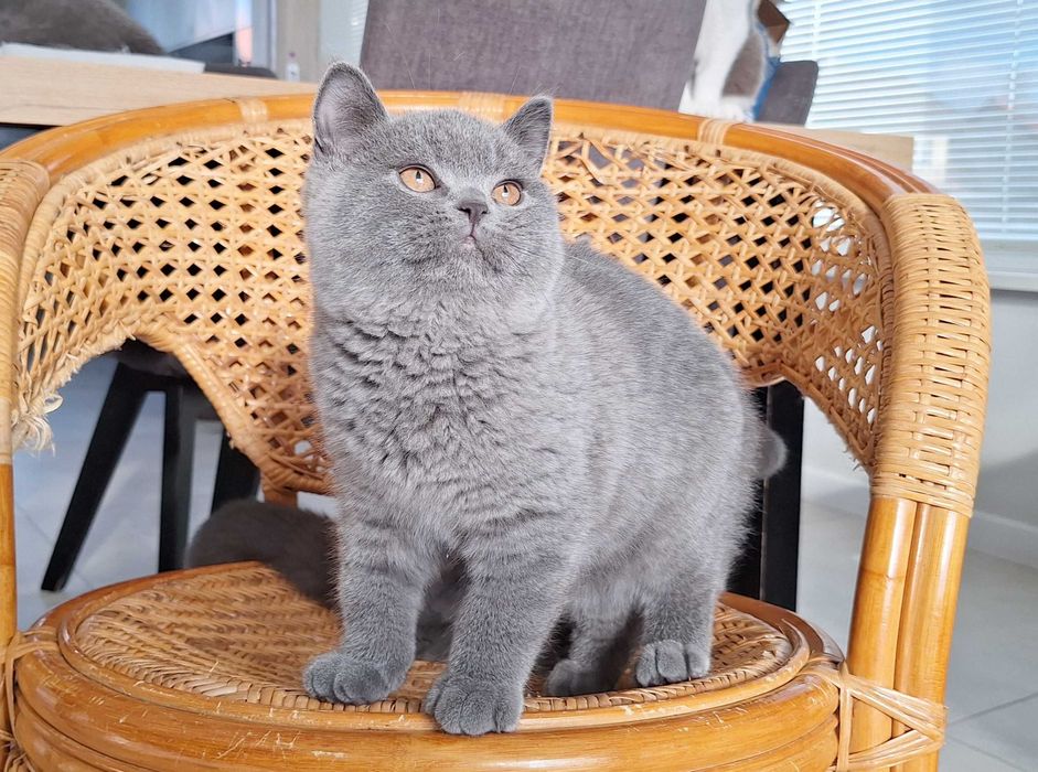 Piękny Kocurek Brytyjski Niebieski ARMANI Rodowód WCF