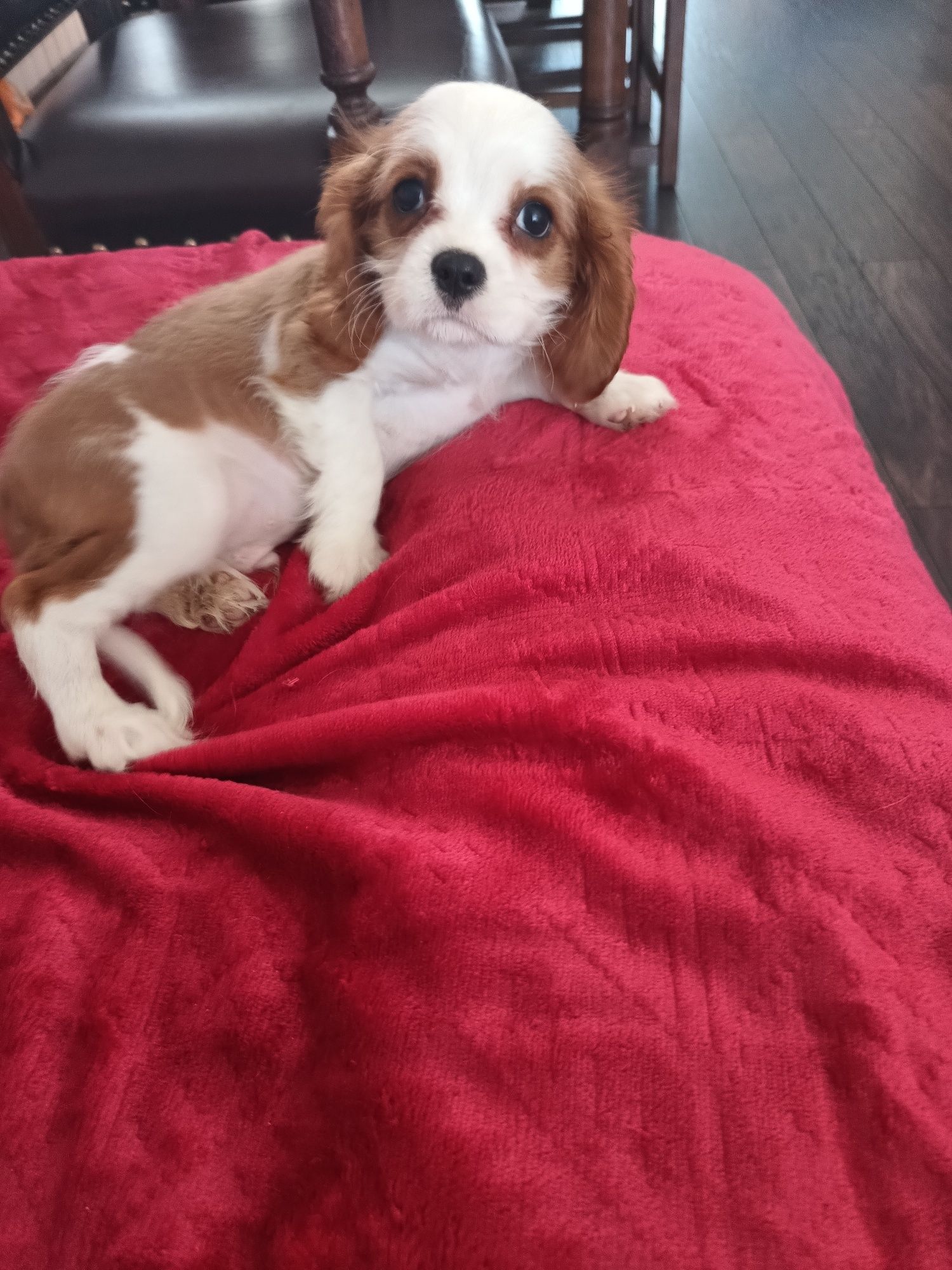 Psy rasowe cavalier King Charles spaniel