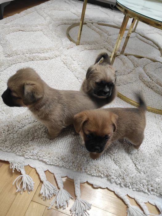 Szczeniak pieski małe