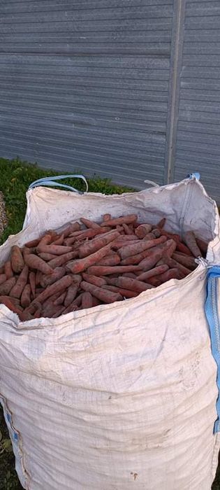 Marchew jadalna 0,50gr kg