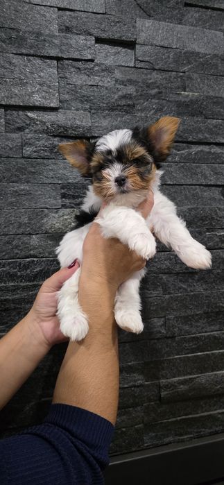 Biewer Terrier macho